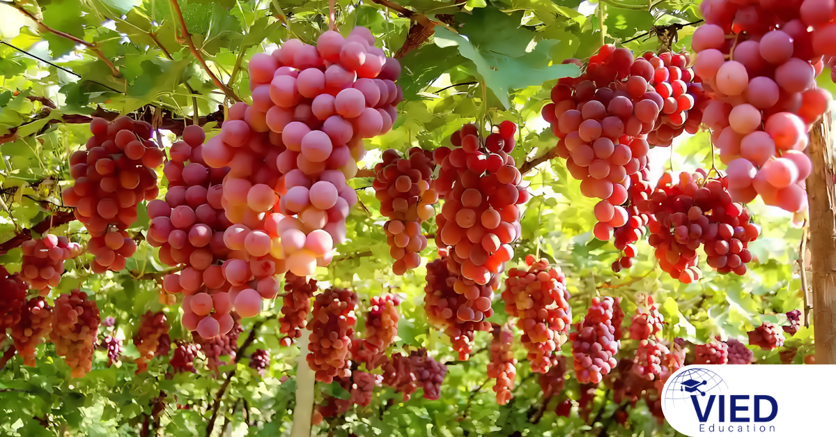 Tân Cương Trung Quốc – Khám phá vùng đất kỳ vĩ với thiên nhiên, ẩm thực và văn hóa đặc sắc nhất 2026 6 Tân Cương Trung Quốc – Khám phá vùng đất kỳ vĩ với thiên nhiên, ẩm thực và văn hóa đặc sắc